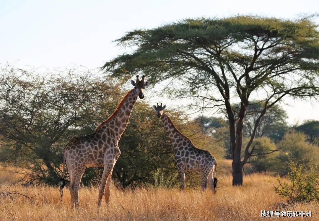 津巴布韦发布《国家贸易关税政策》