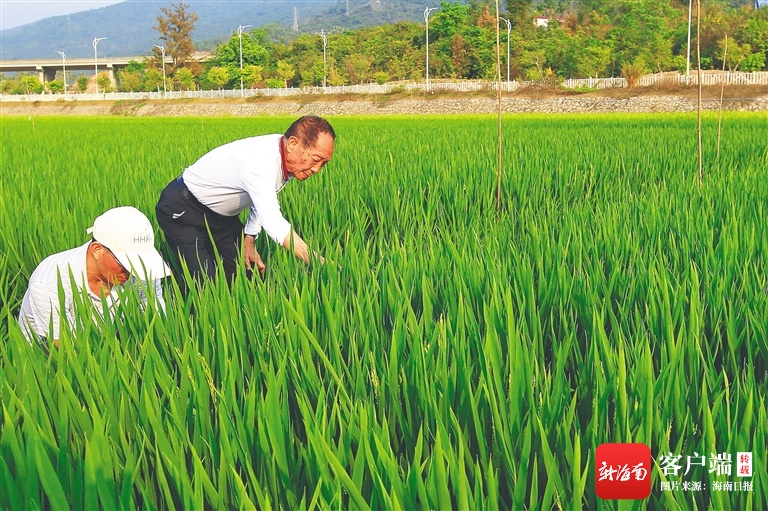隆平高科在海南成立地产公司