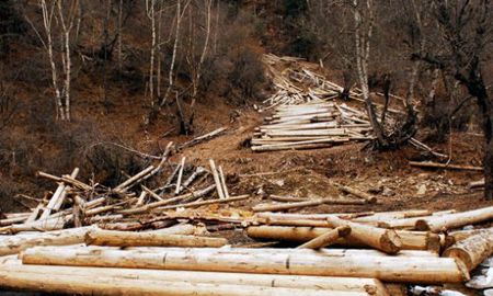 特蕾莎?里贝拉敦促欧盟委员会不要放弃《森林砍伐法》实施