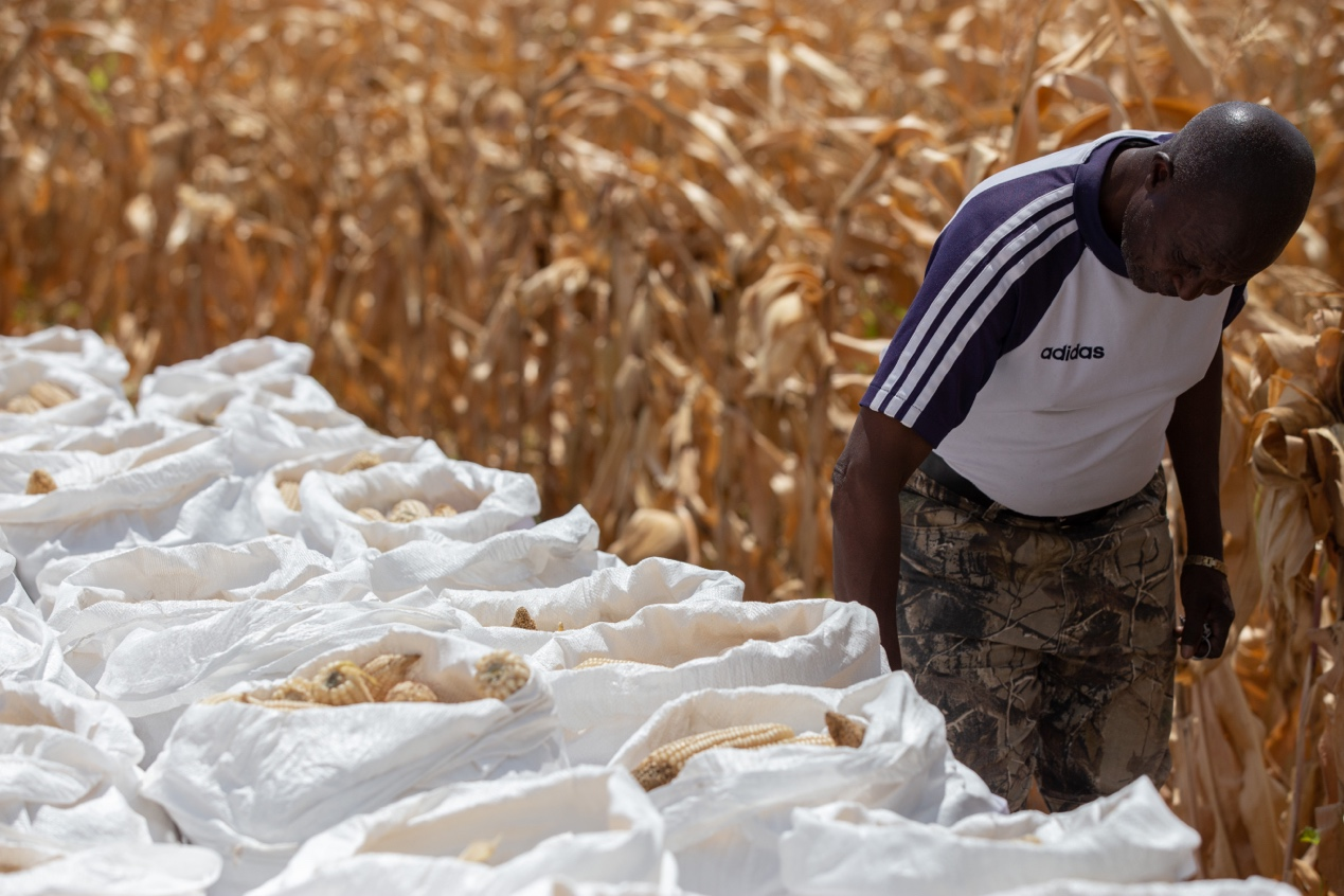 津巴布韦本季小麦产量有望达 60万吨