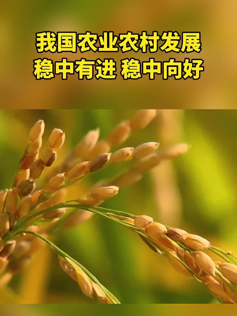 我国农业农村现代化迈出坚实步伐