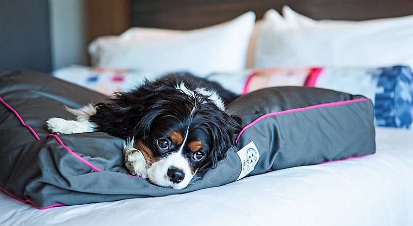 众信旅游：旗下全景旅游推出首款东南亚宠物友好旅游产品