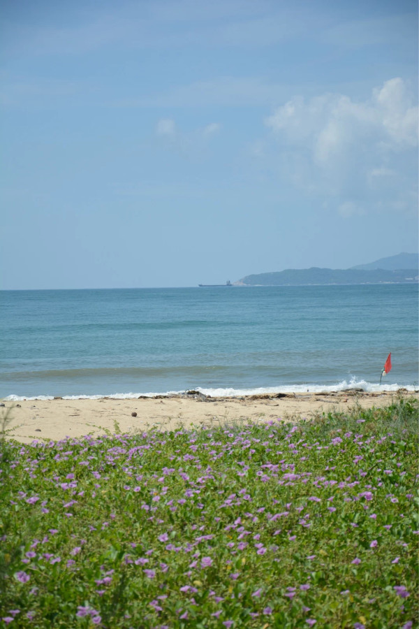 马将挖掘椰子树和辣木的经济潜力