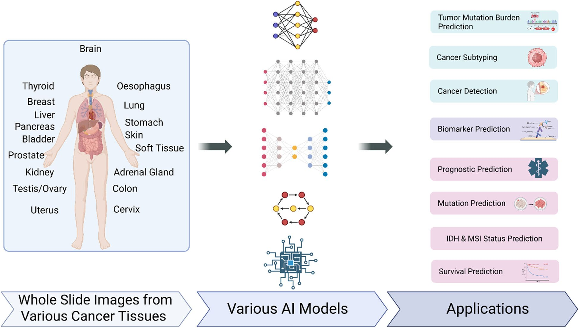 百亿参数可部署基因组基础AI模型诞生
