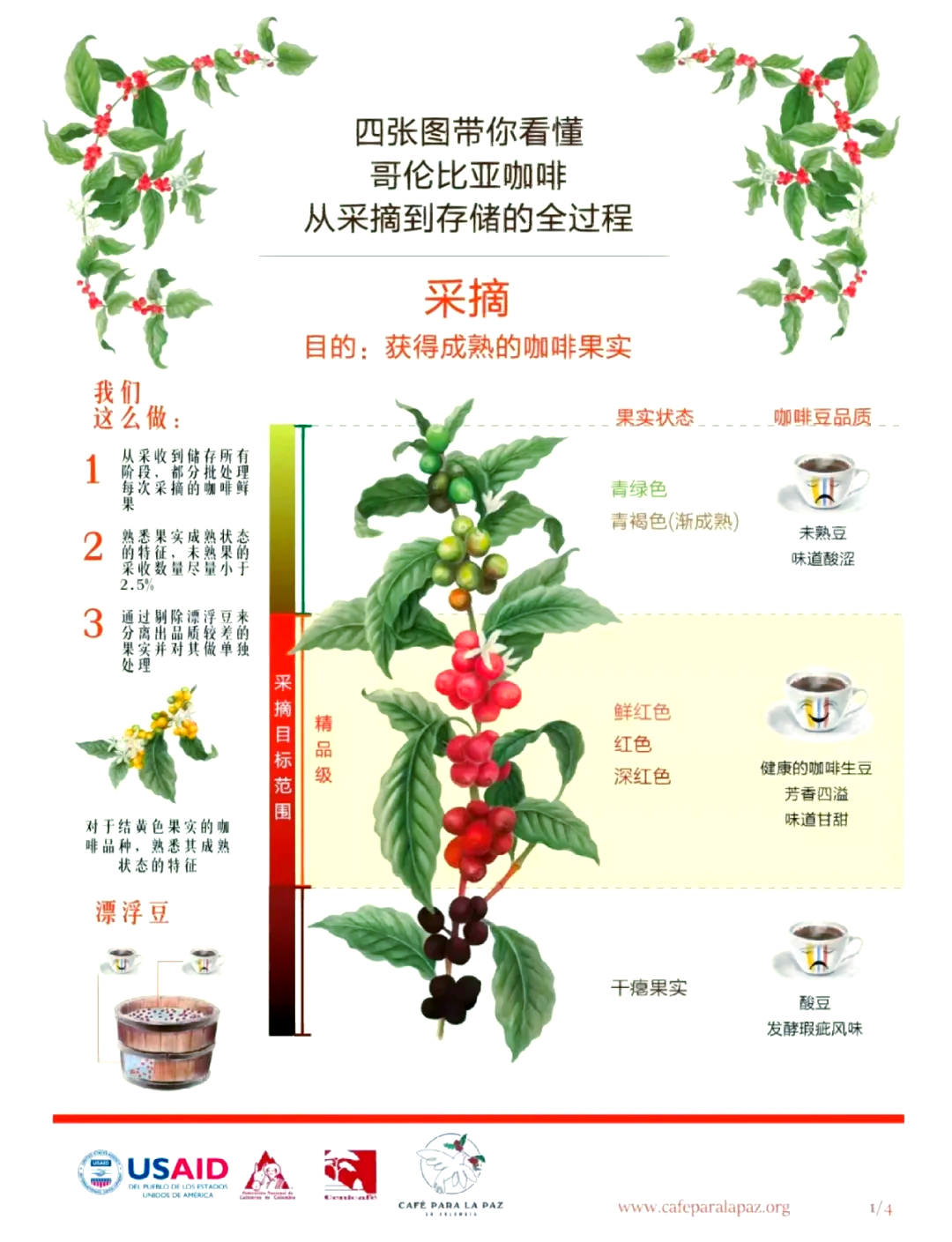 哥伦比亚有望成为美国最大咖啡供应国