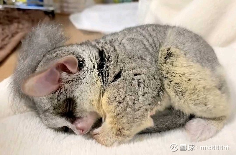 爱美客不再有“躺赢”的日子