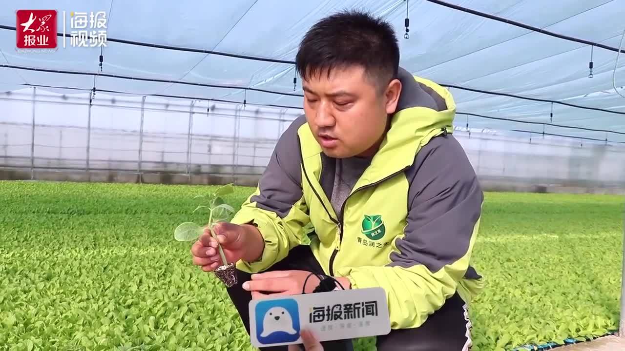 守护农业“中国芯” 千亿种业安全受关注