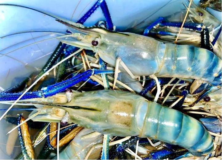 前三季度越南对华虾类出口同比增长65%