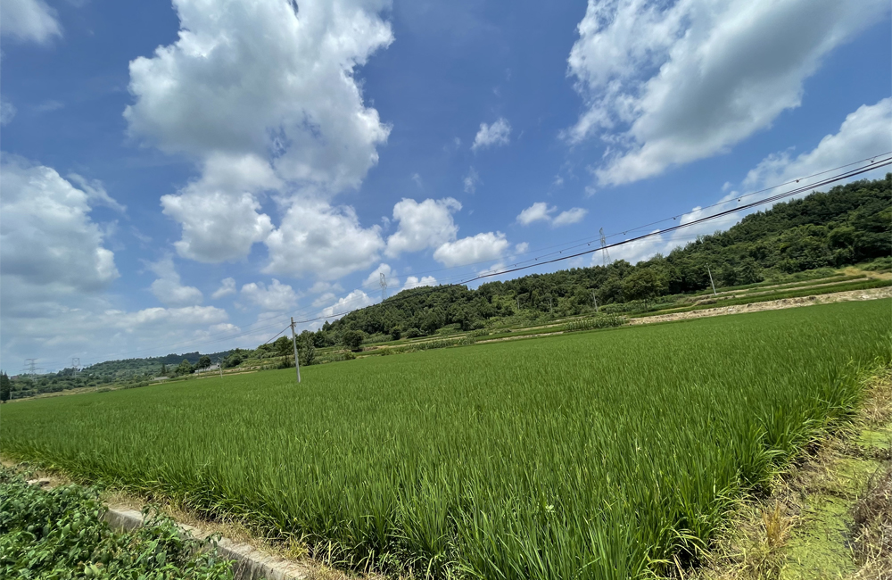 古巴启动2026年20万公顷水稻种植计划