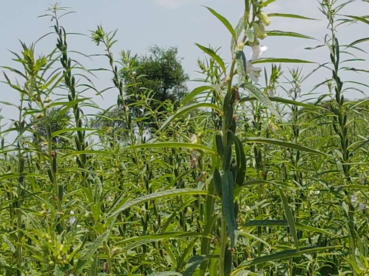 加达里夫州芝麻收获季节开始