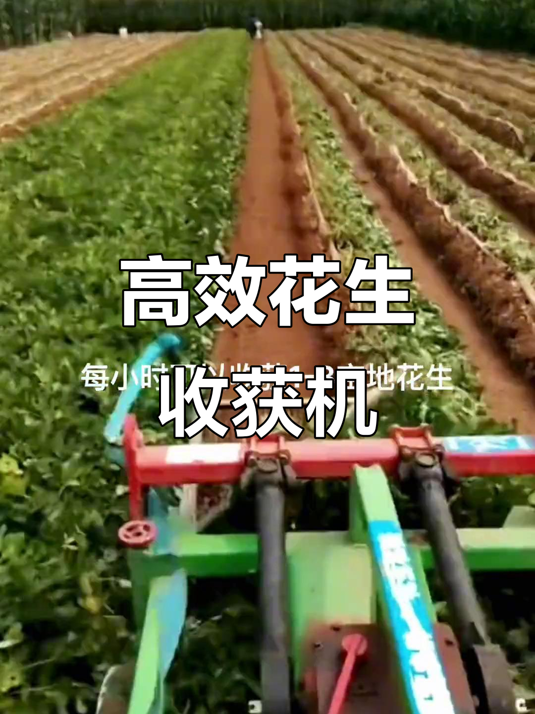 东达尔富尔州即将进入花生收获期