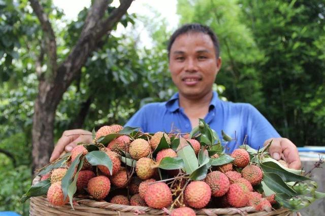 马达加斯加政府力推荔枝产业透明度建设