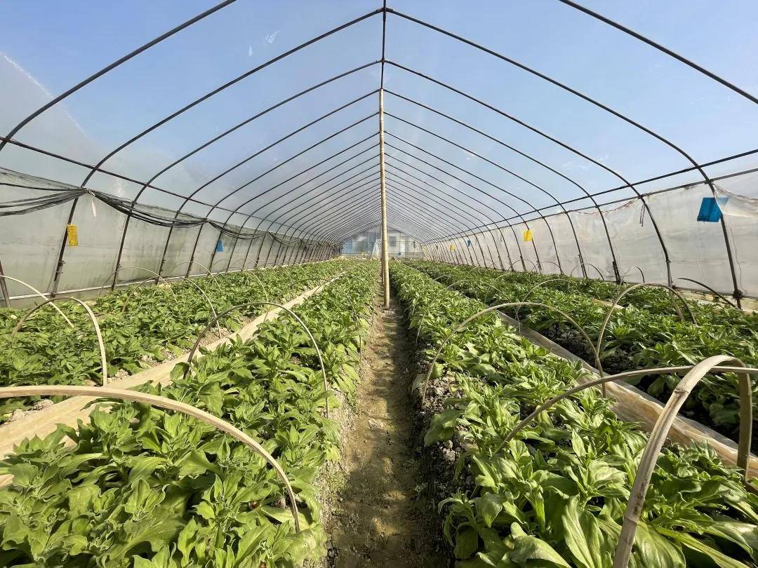 进博会消费观察｜ Savencia：从全球农场到中国餐桌