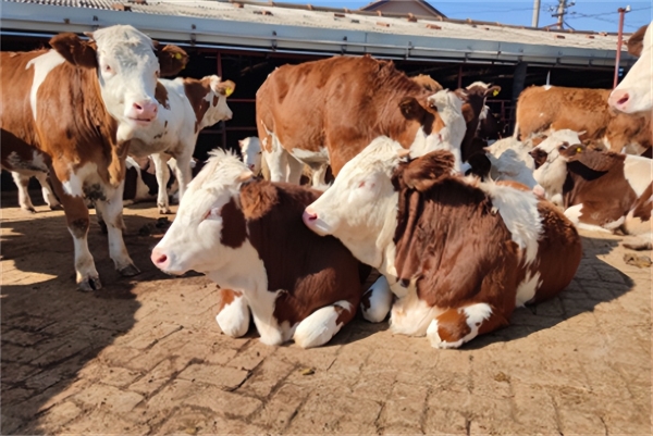 美国拟将阿根廷输美牛肉配额翻四番至8万吨