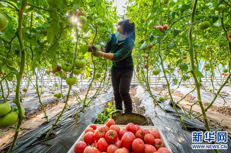 越日召开九龙江绿色农业投促会