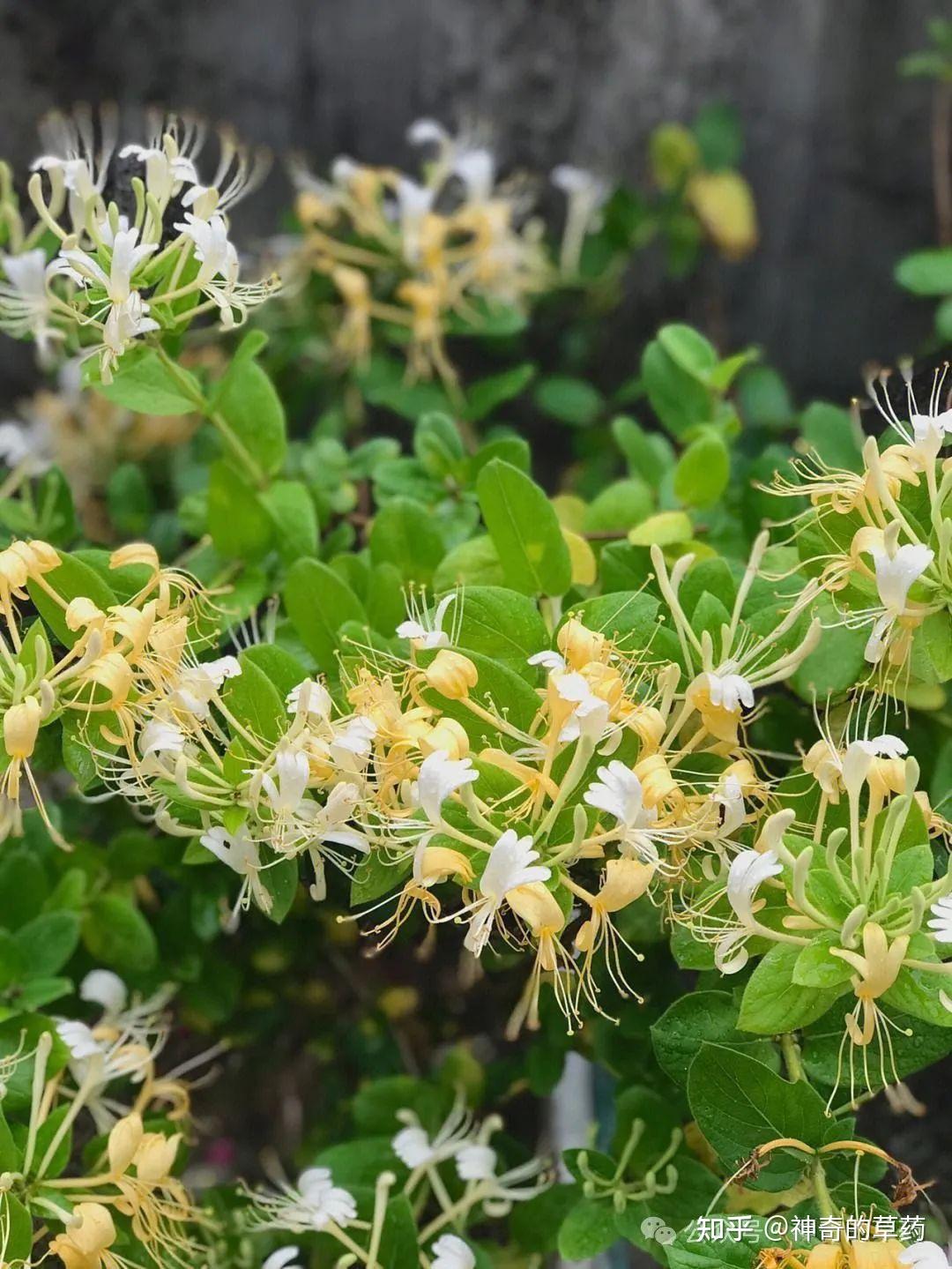 九州通九信中药茯苓、金银花两大药材基地通过GAP延伸检查