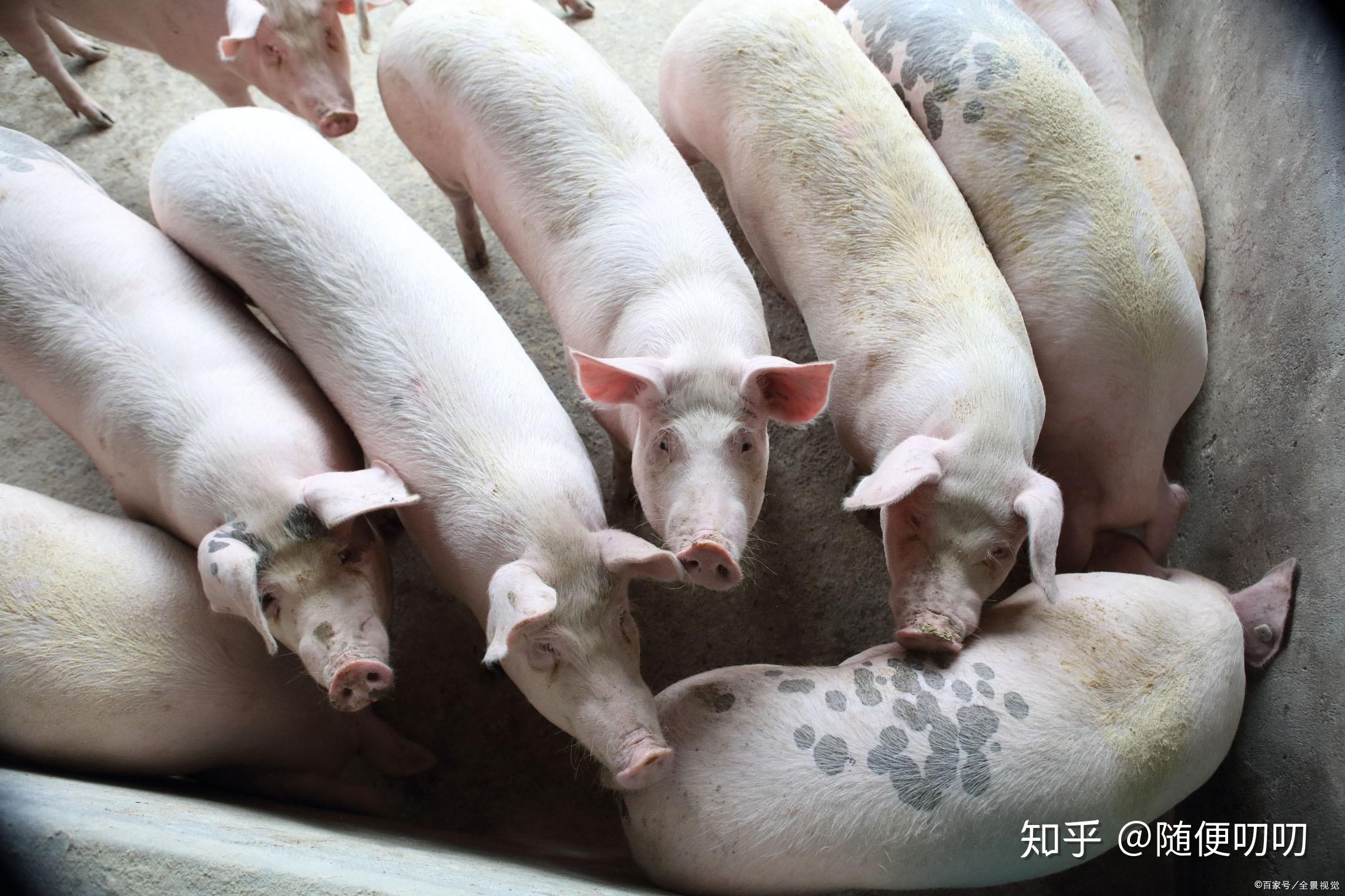 智利农牧局罢工引发南部肉类产业崩溃危机