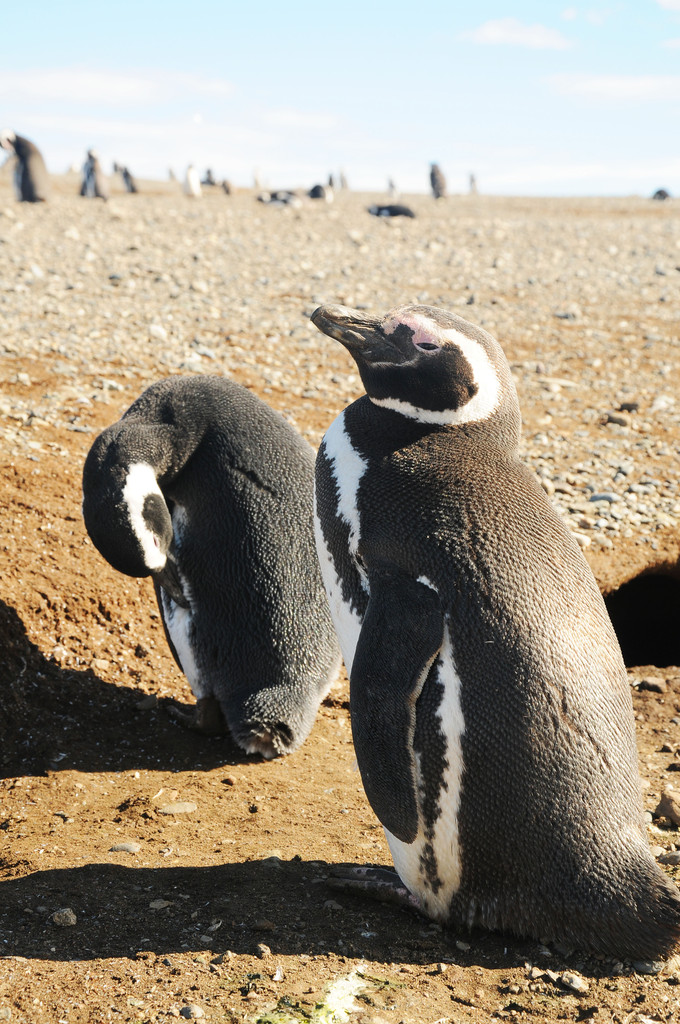 智利麦哲伦大区8.3亿美元绿氢项目通过环评