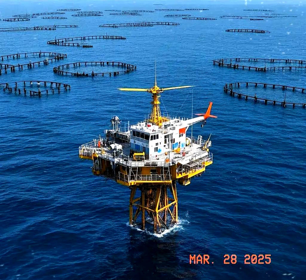 马尔代夫重新发放大西洋刺鲨捕捞许可