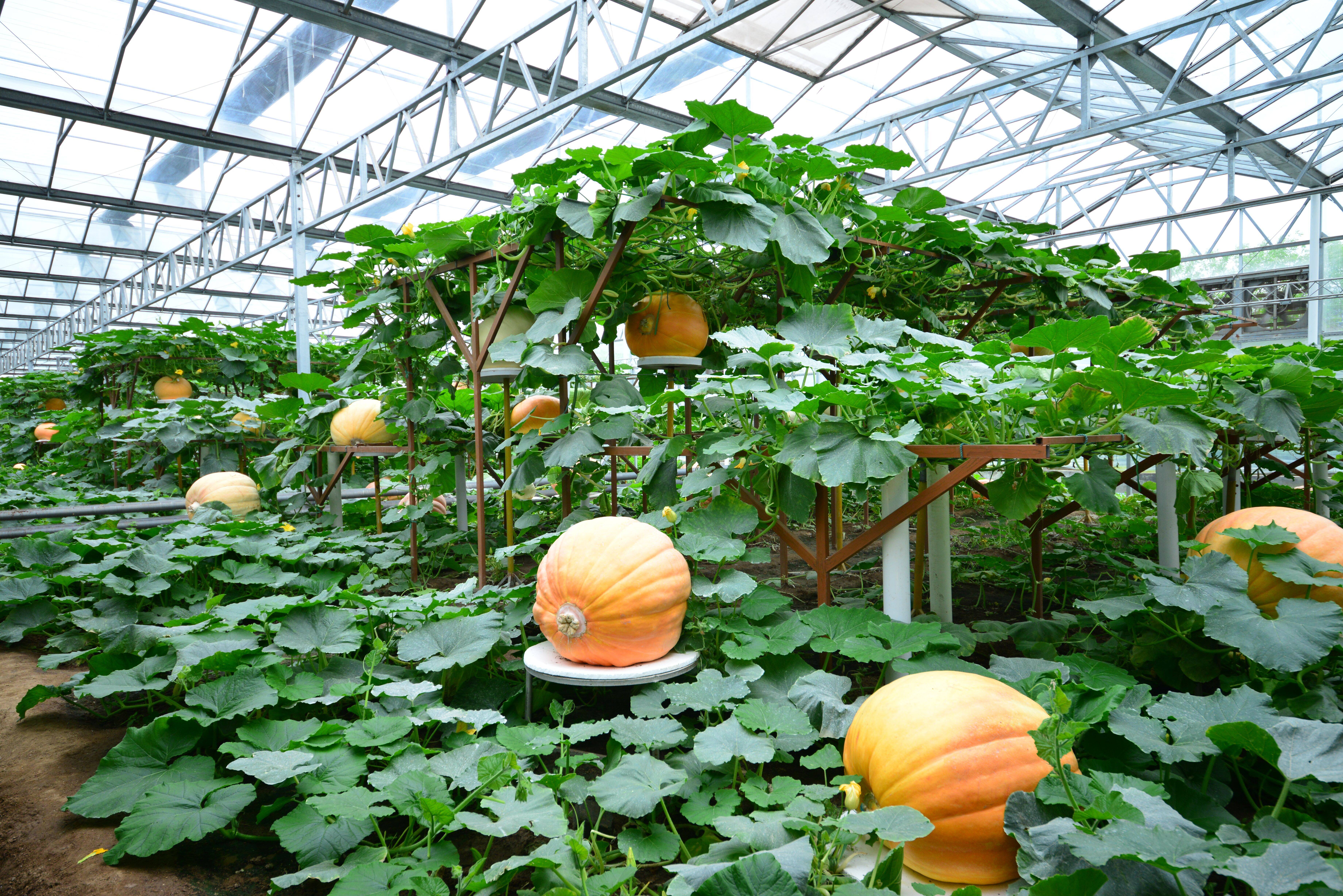 商务部关于拓展绿色贸易的实施意见