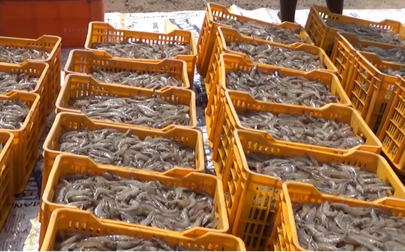 越南与俄罗斯开展水产品贸易合作