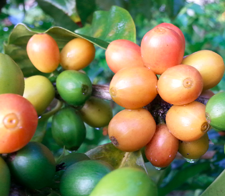 哥伦比亚10月农产品价格同比上涨7.8%