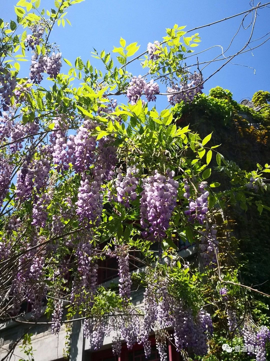 张胜斌参赞开展系列田野调查
