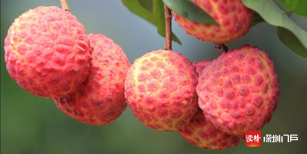 马达加斯加荔枝产量预计将增长