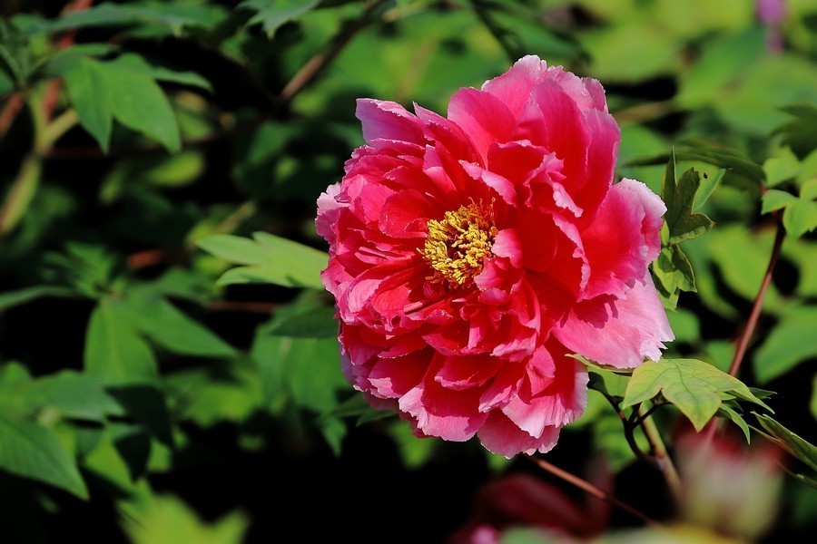 智利推动花卉出口多元化，首批牡丹成功进入巴西市场