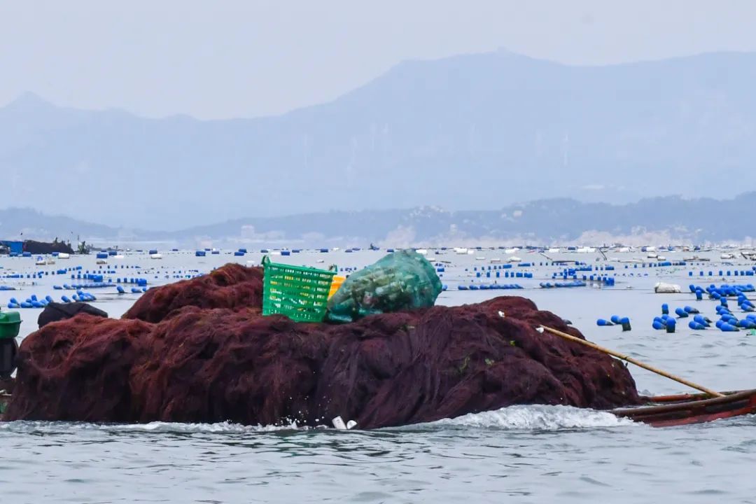 非洲水产养殖业推动蓝色经济增长