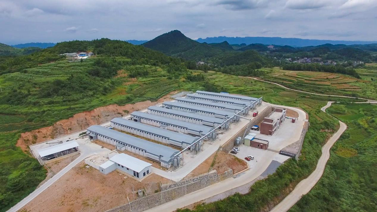 尼罗州家禽和鸡蛋生产项目竣工