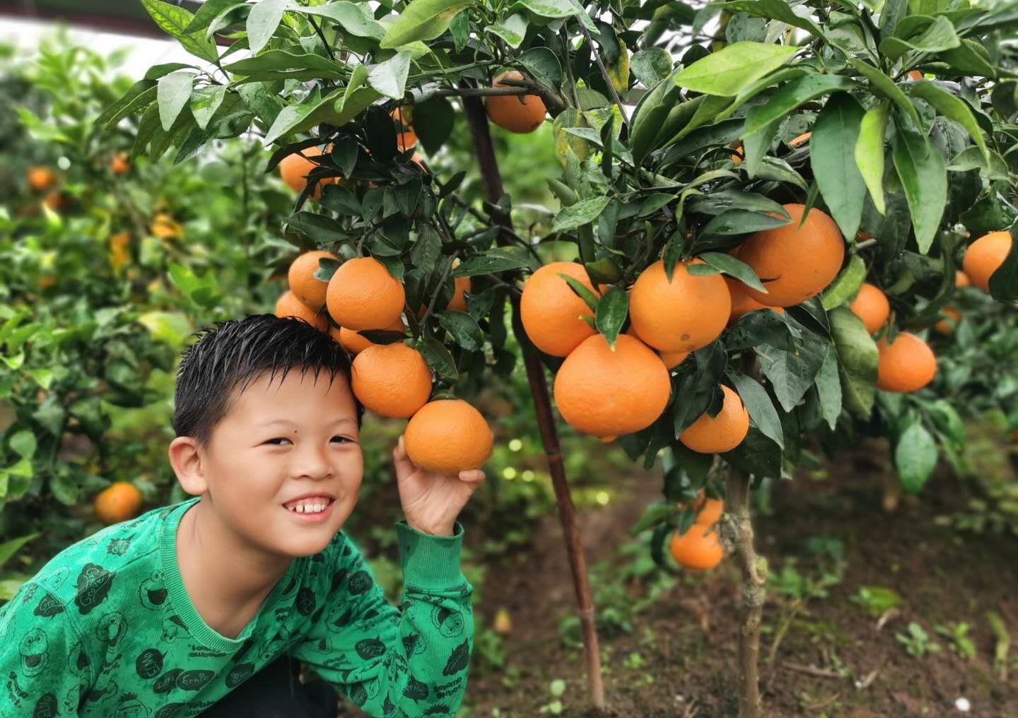 加达里夫州农业受到降雨和虫害影响