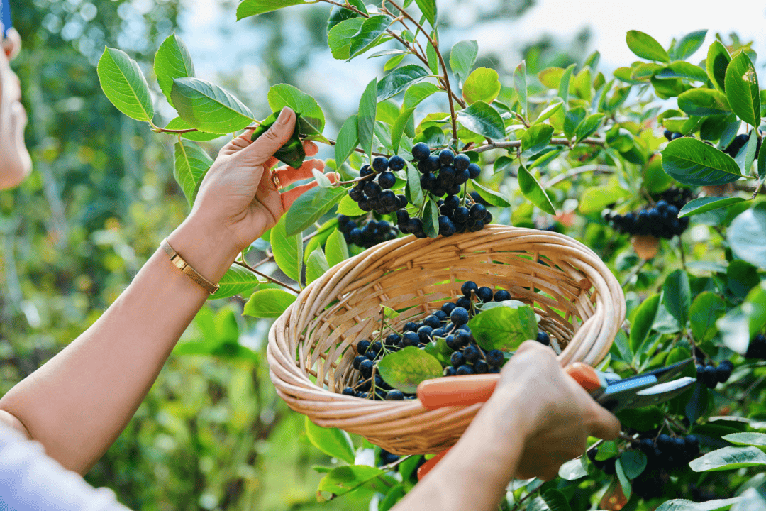 诺普信：拟定增募资不超14.5亿元 投资于蓝莓基地新增扩建项目等