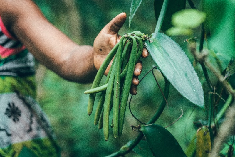 马达加斯加启动香草行业复兴计划
