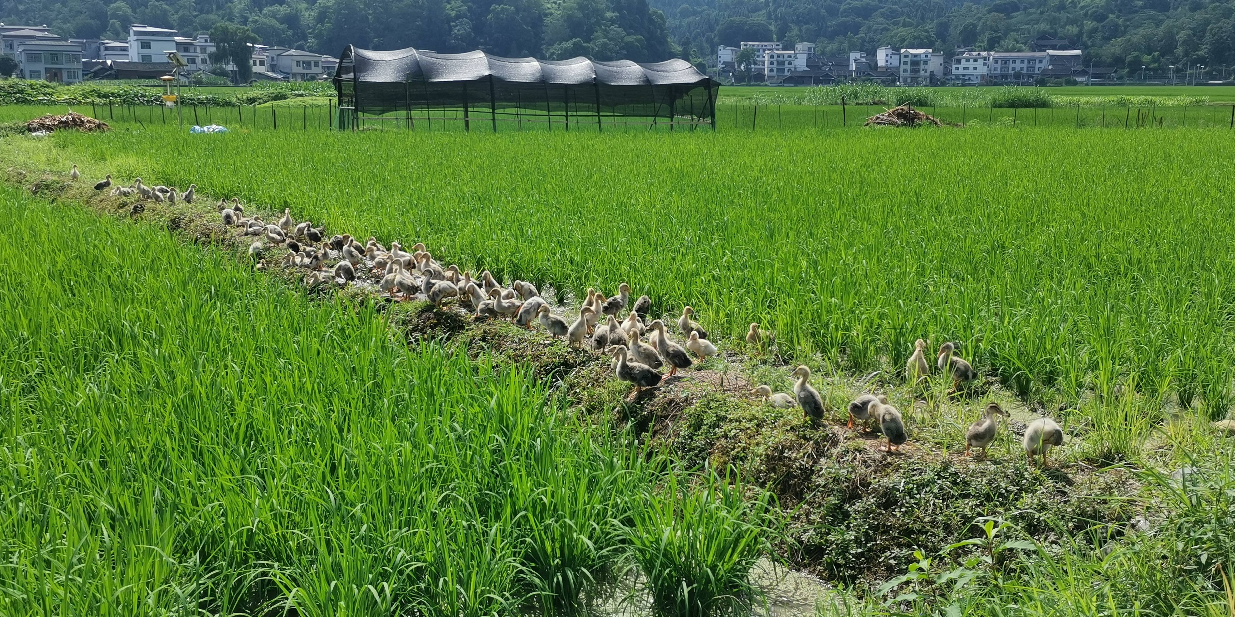 埃及和苏丹筹划联合实施农业种植项目