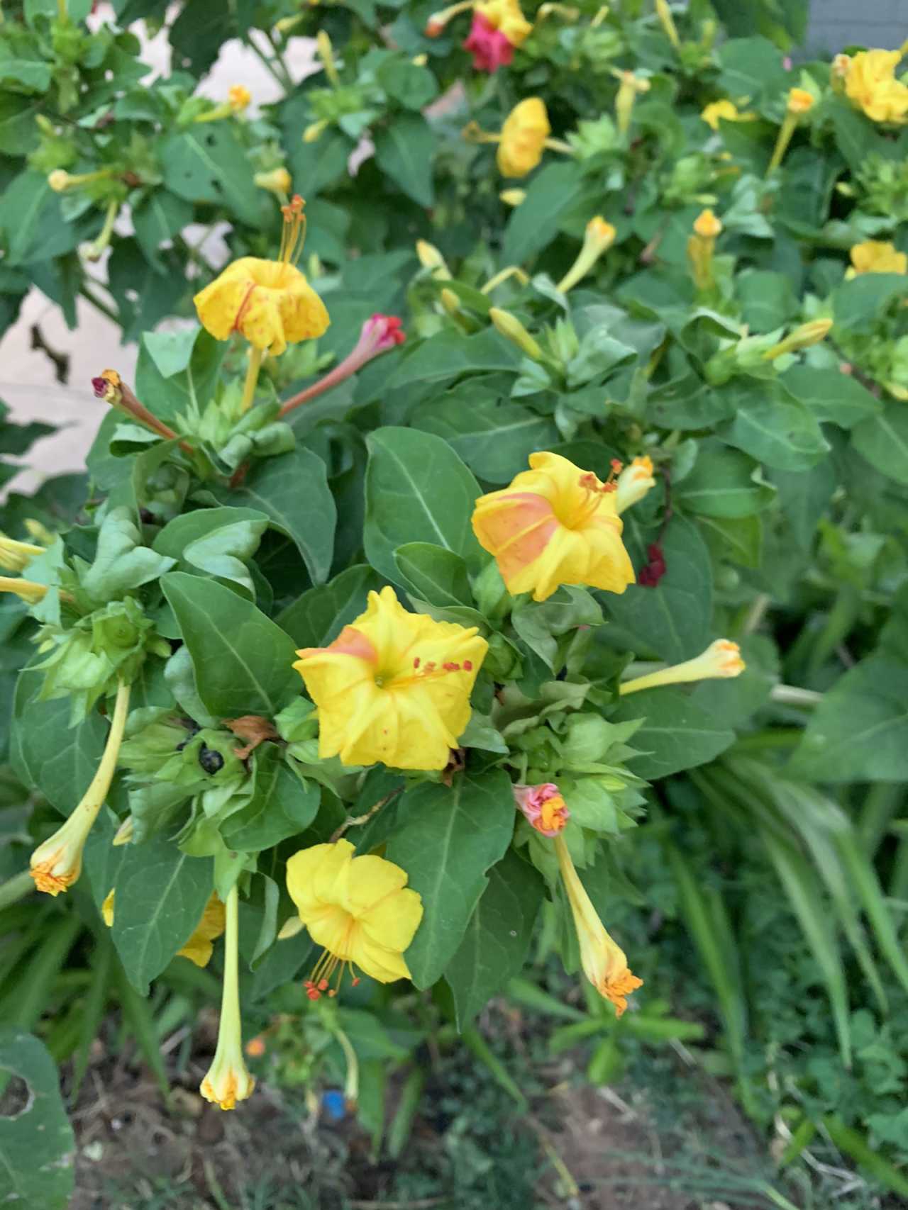 津巴布韦花卉出口稳步增长