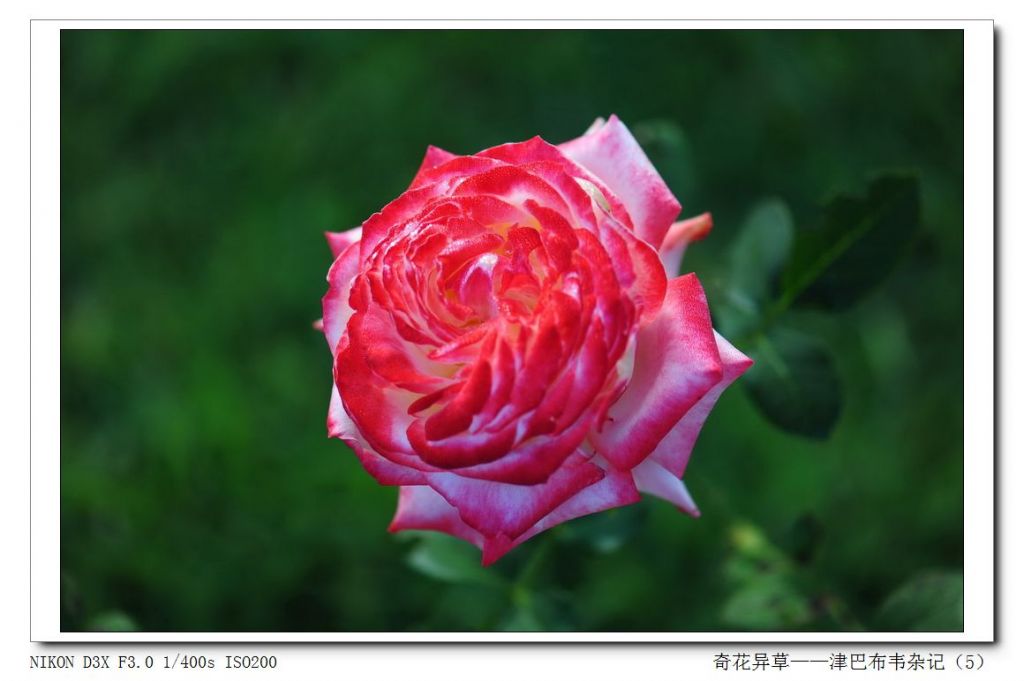 津巴布韦花卉出口稳步增长