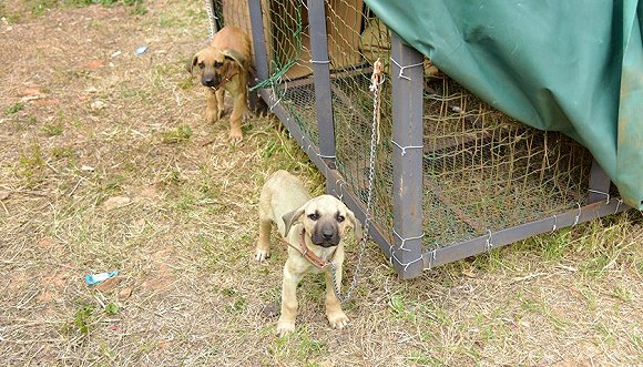 津巴布韦政府公布向白人前农场主的支付框架