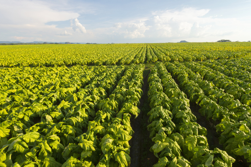 津巴布韦推新农业战略提升高需求作物本土产量