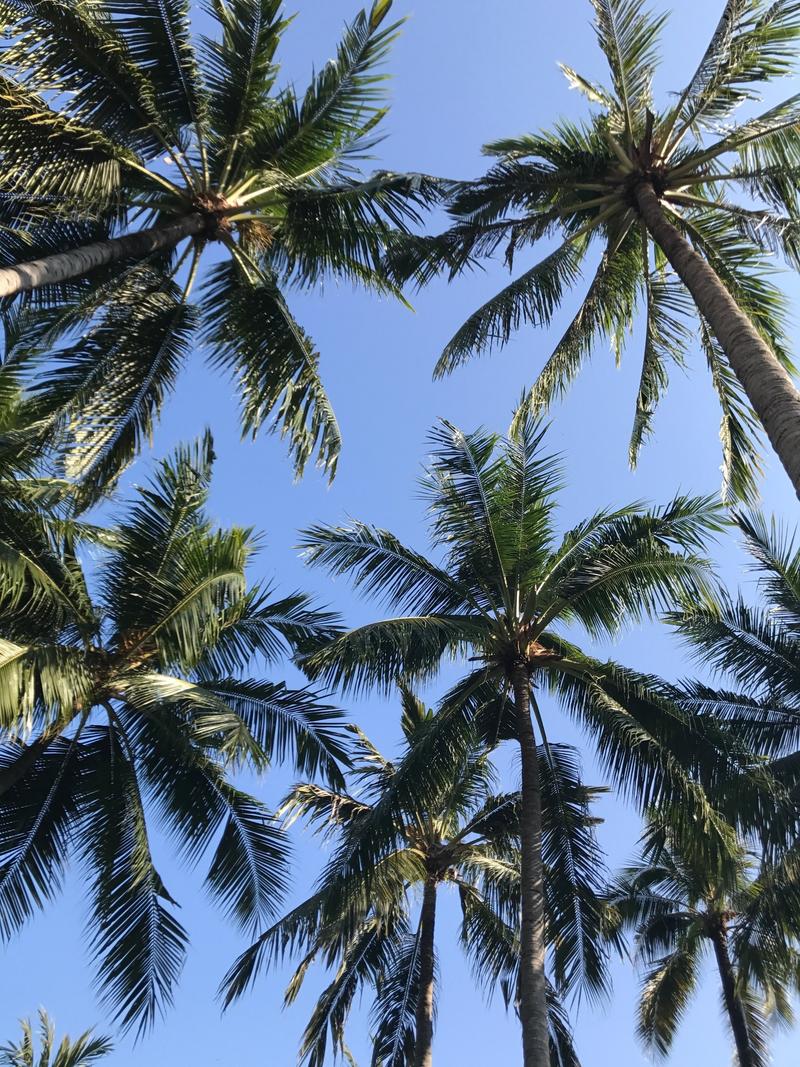 浦项国际斥资1.3万亿韩元收购印尼大型棕榈企业