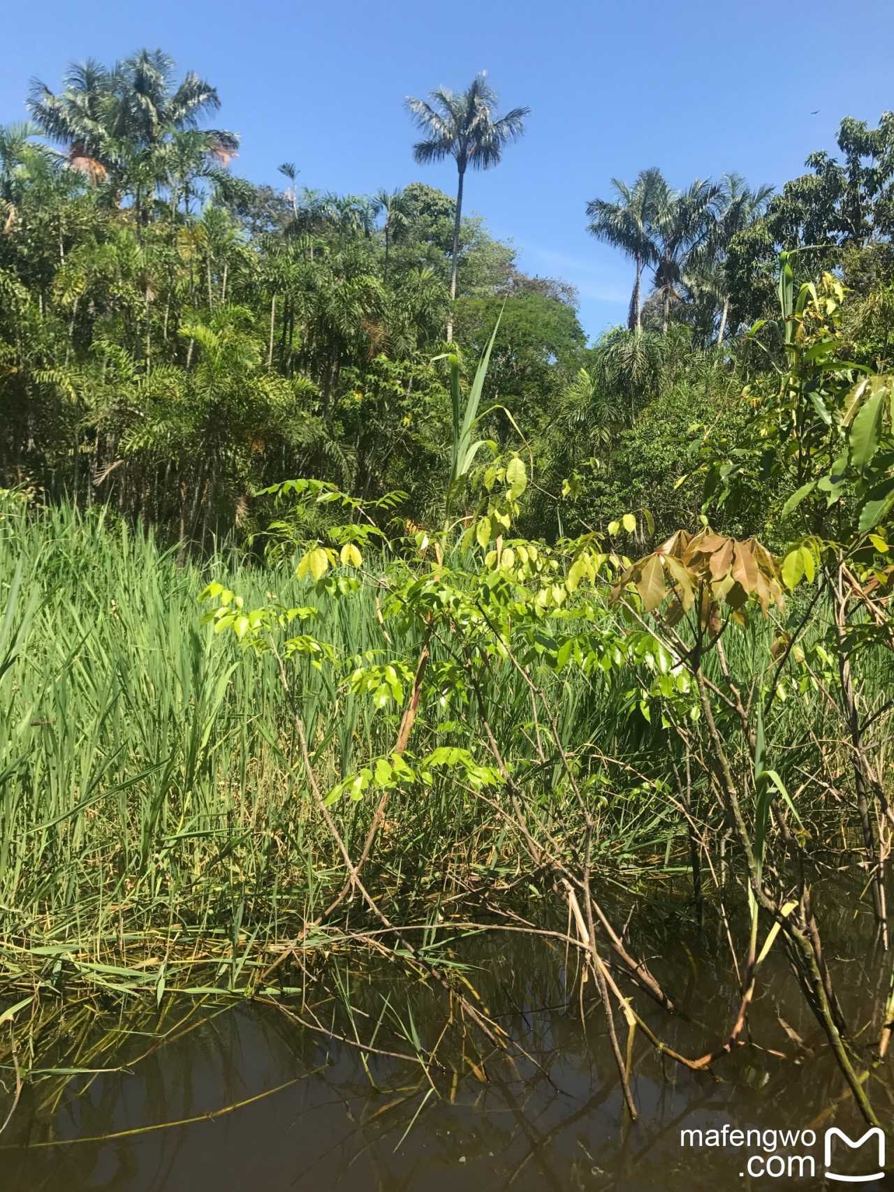 古巴与巴西签署环保合作备忘录