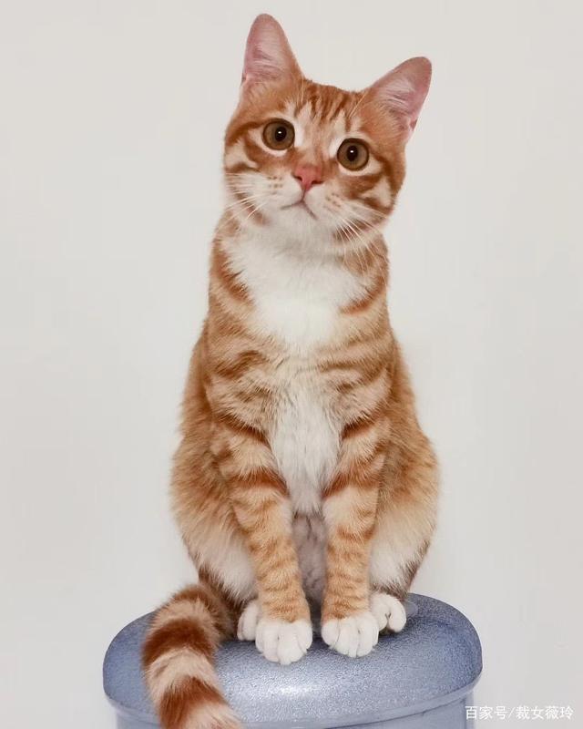 辉瑞恋战减肥药 还惦记上你的猫