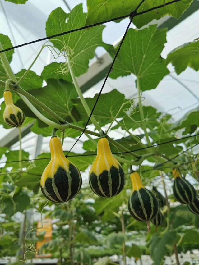 深圳首批绿色外债试点业务落地