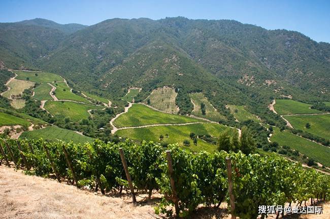 巴西成智利最大葡萄酒出口目的地