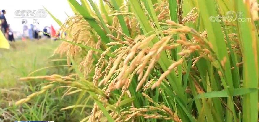国投丰乐：中科发早粳正在布点示范