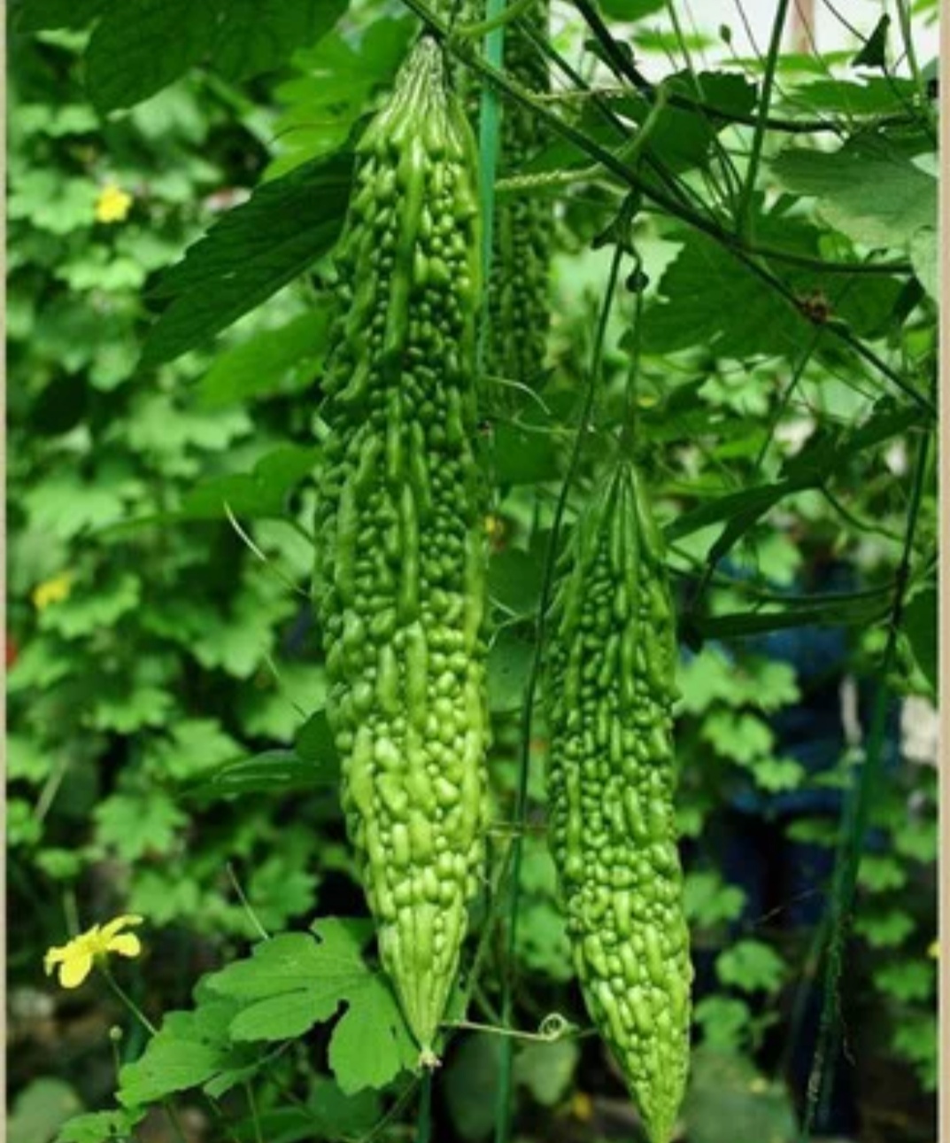 喀麦隆玉米产业面临生产成本飙升的困境