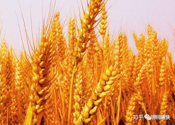 阿根廷小麦首次出口中国