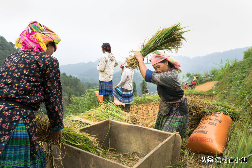 利比里亚与越南合作推进水稻自给 试点农场引入先进技术