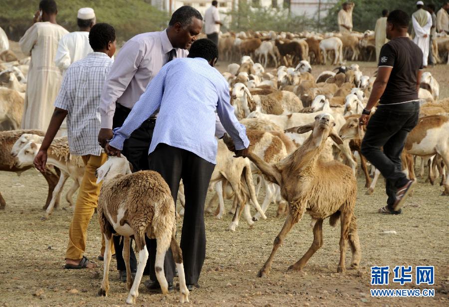 苏丹将进行牲畜情况普查