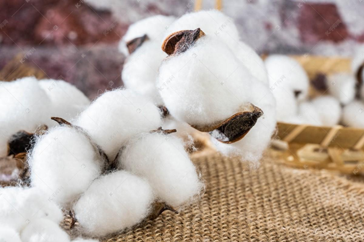 美国保持越南最大棉花供应国